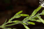 Blue ridge catchfly